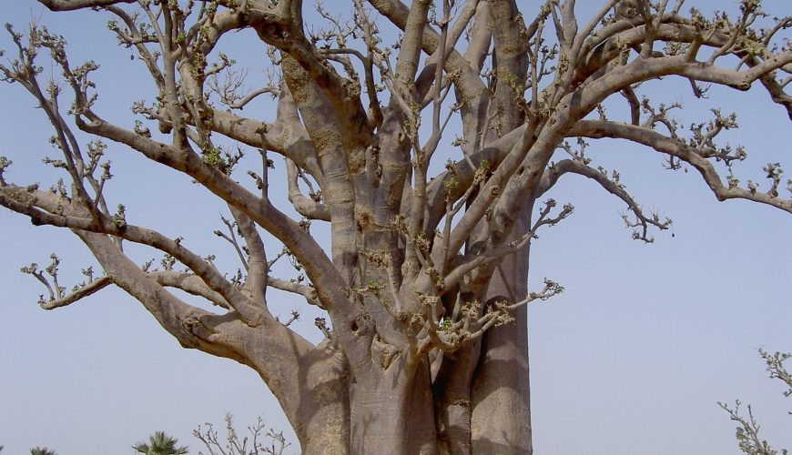 voyage personnalise au Sénégal